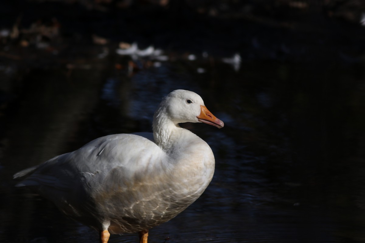 Graylag x Canada Goose (hybrid) - Lily Morello