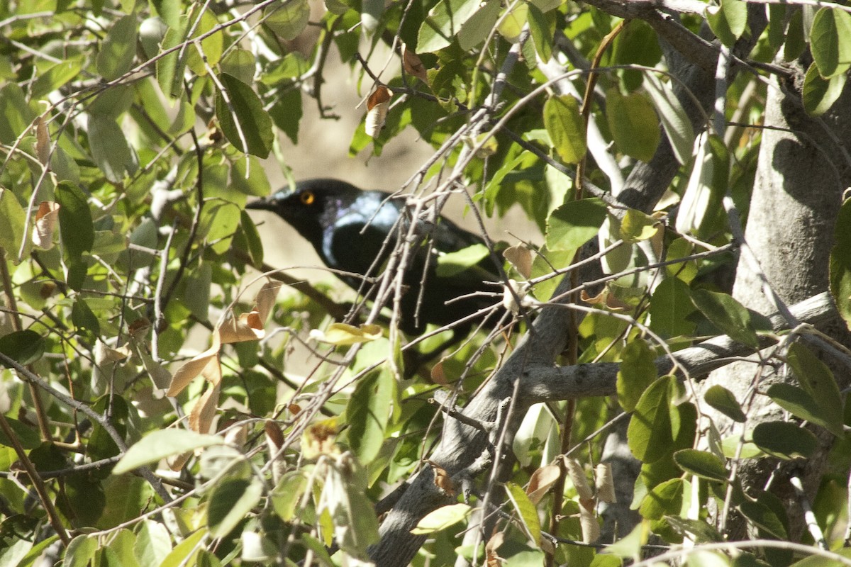 Greater Blue-eared Starling - Astrid Taen