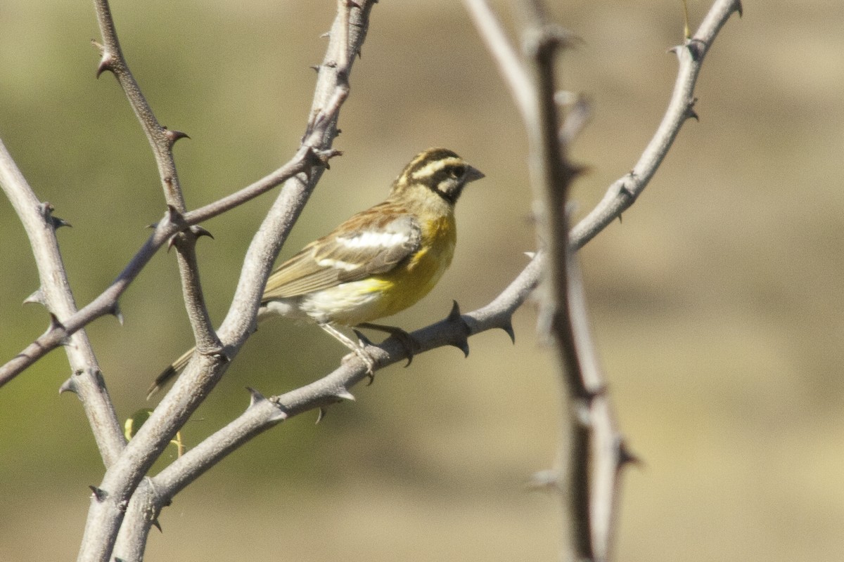 Golden-breasted Bunting - ML505519131