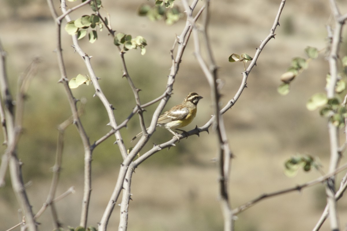 Golden-breasted Bunting - ML505519141