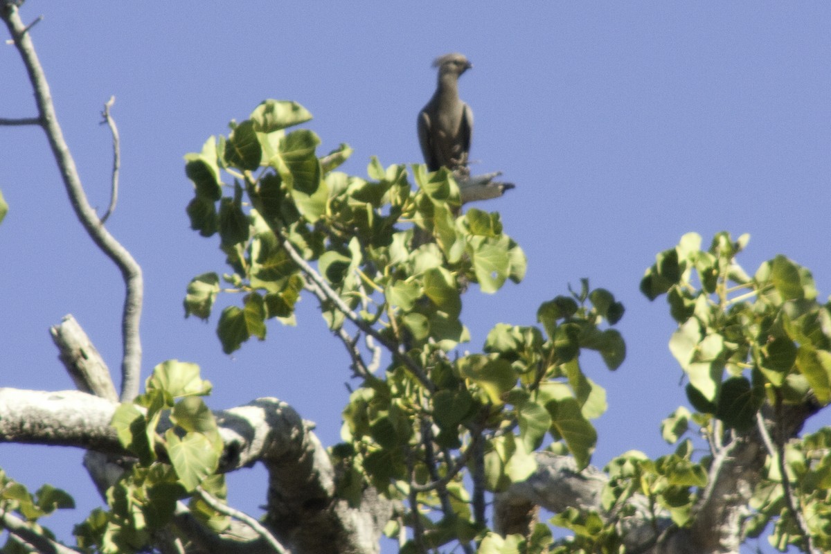 Gray Go-away-bird - Astrid Taen