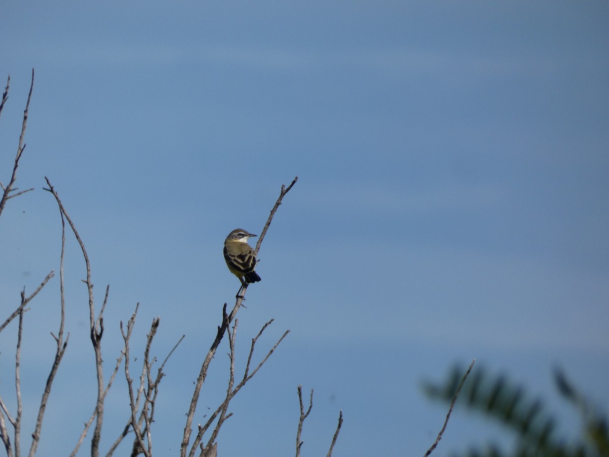 Western Yellow Wagtail - ML505520541