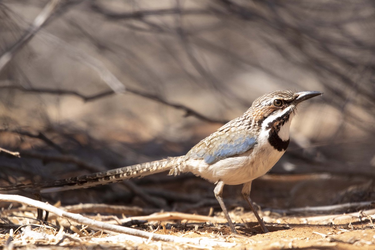 Long-tailed Ground-Roller - ML505520741