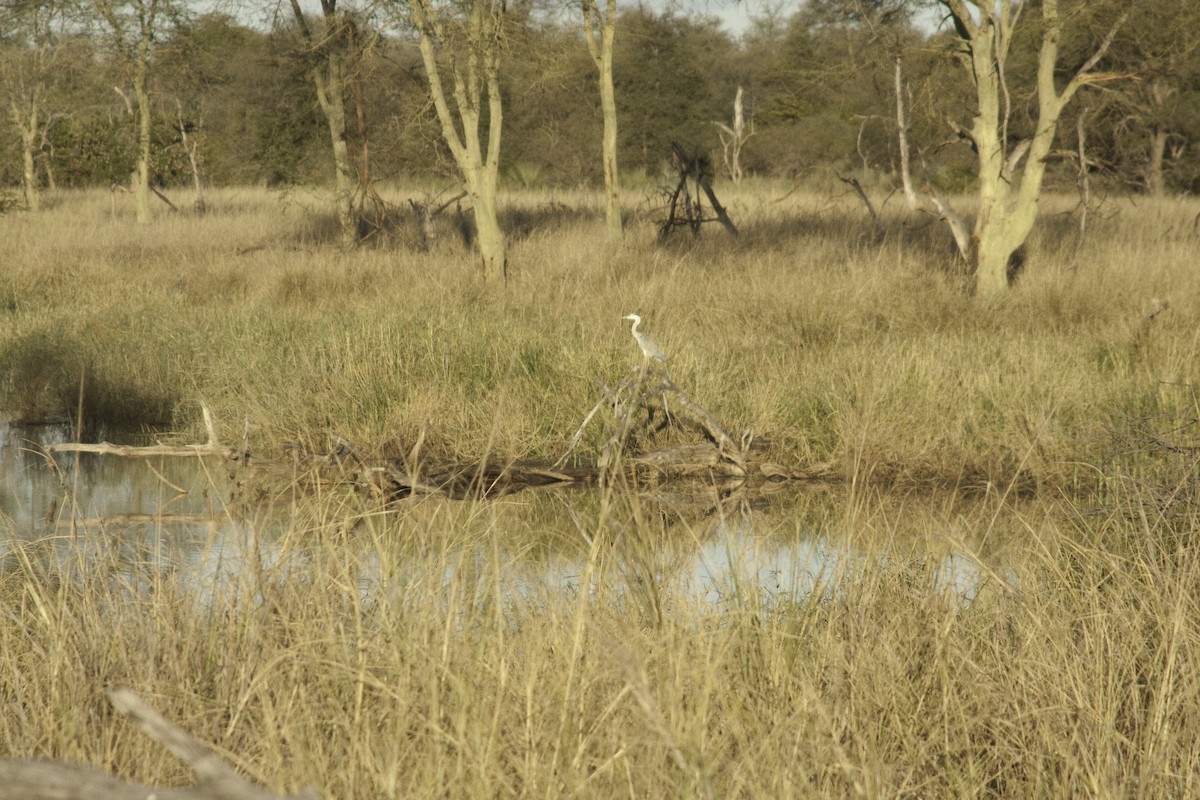 Gray Heron - Astrid Taen