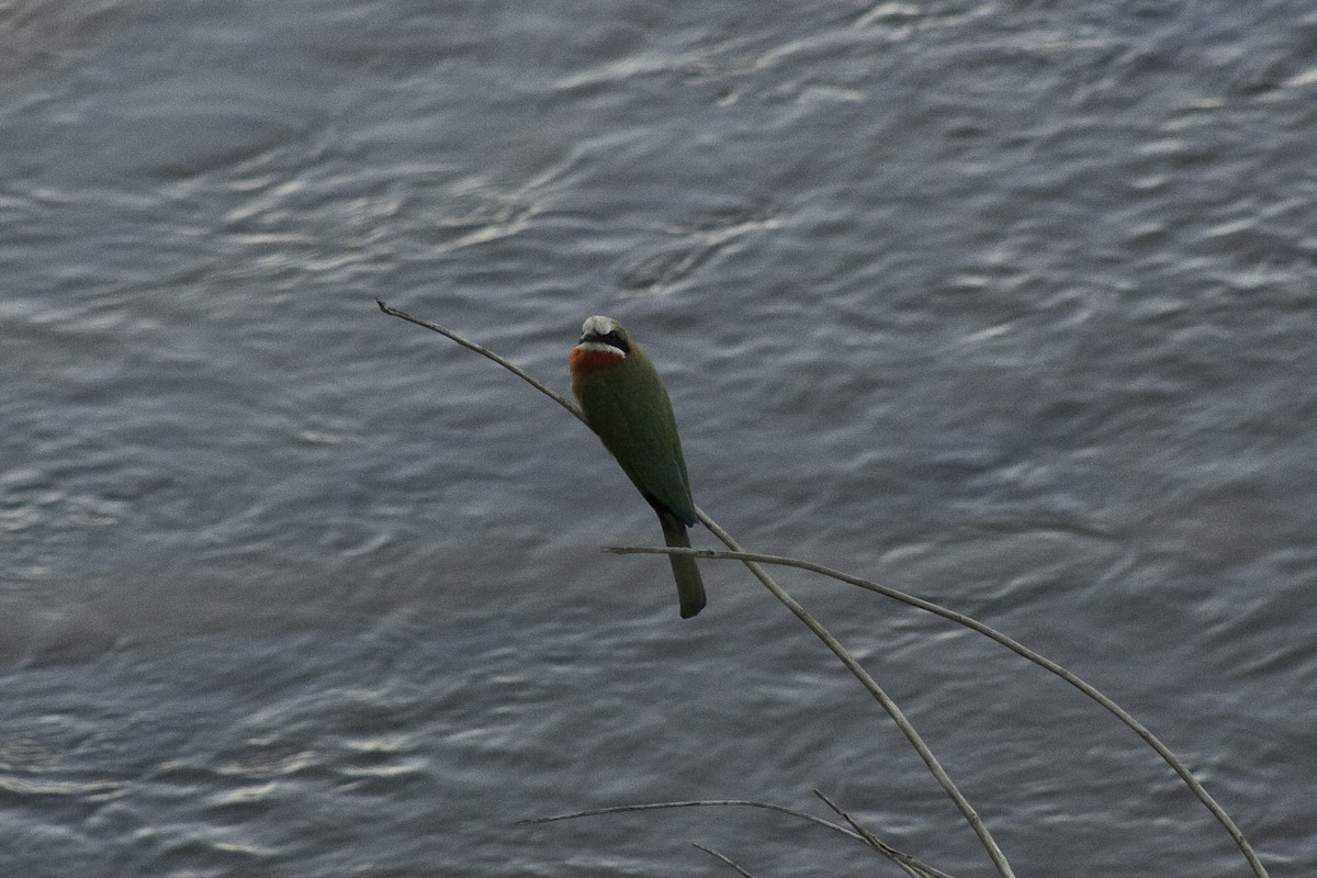 White-fronted Bee-eater - ML505521241