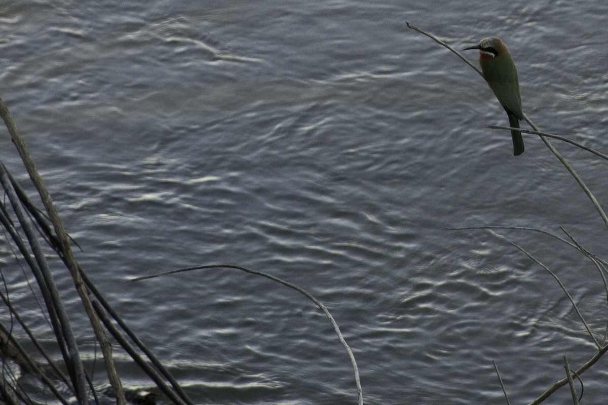 White-fronted Bee-eater - ML505521251