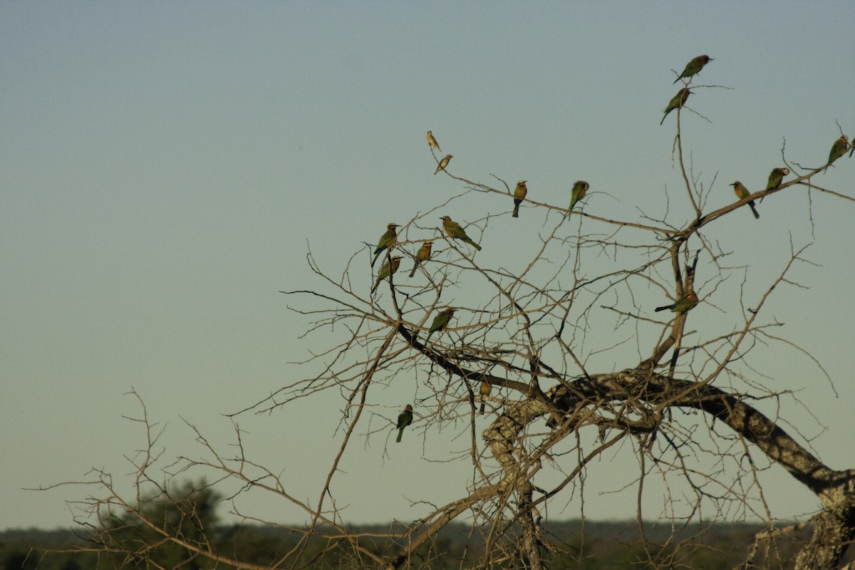 White-fronted Bee-eater - ML505521271