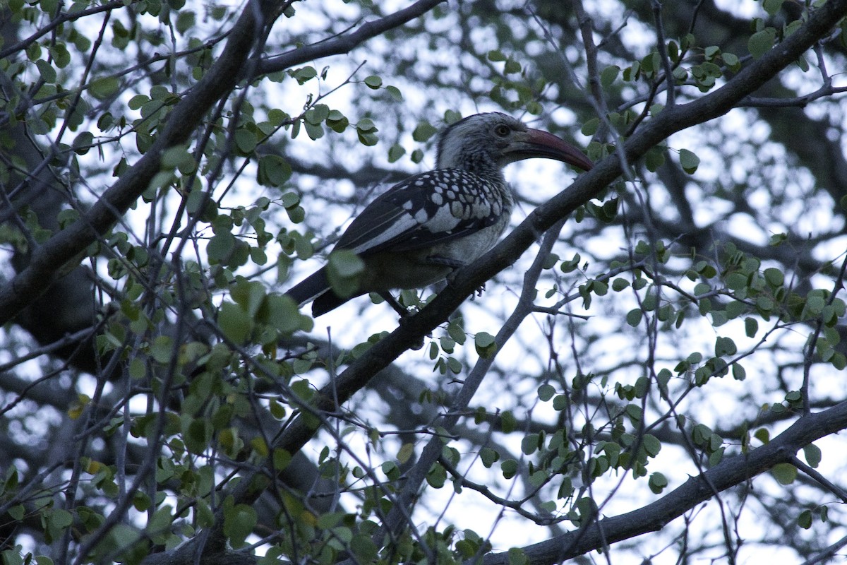 Southern Red-billed Hornbill - ML505521381