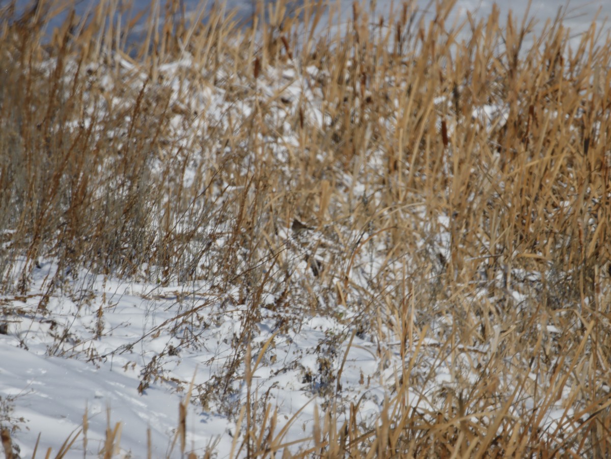 Song Sparrow - ML505521761
