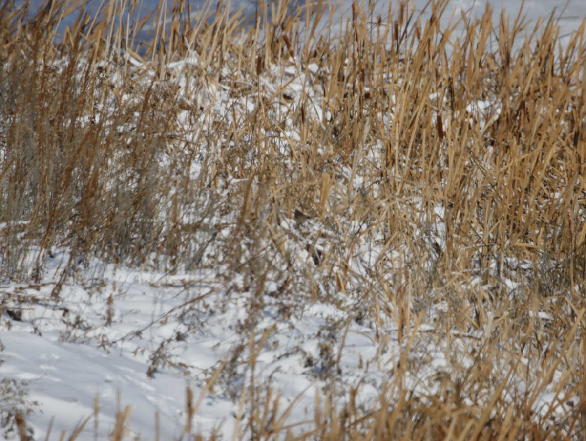 Song Sparrow - ML505521811