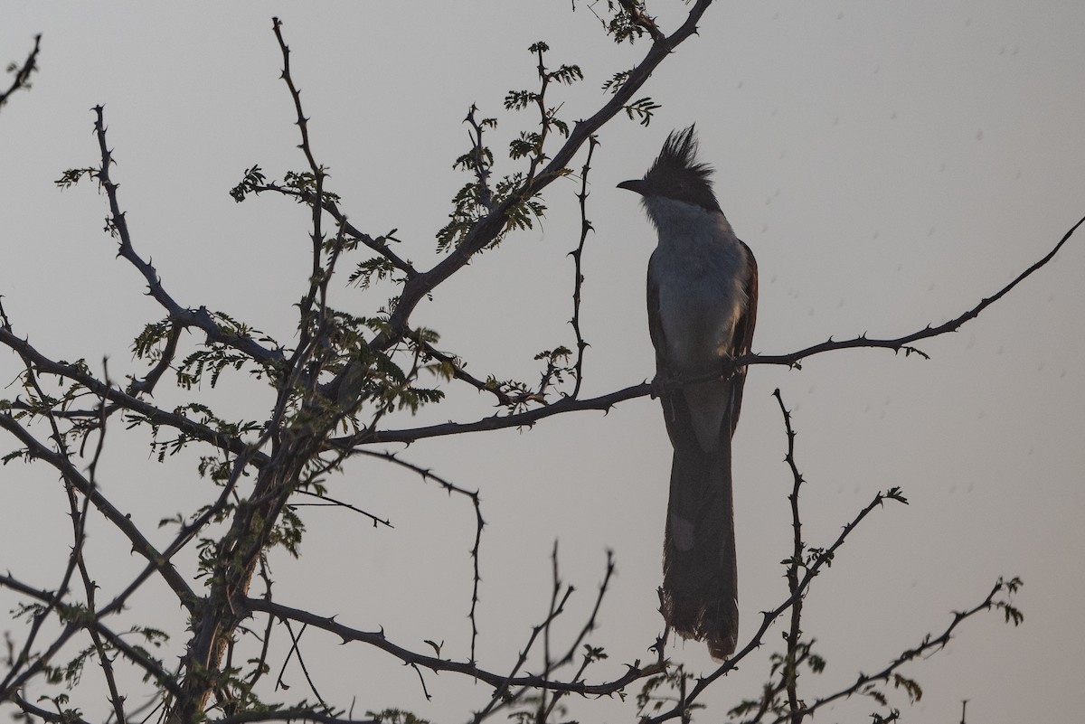 Pied Cuckoo - Stephen Davies