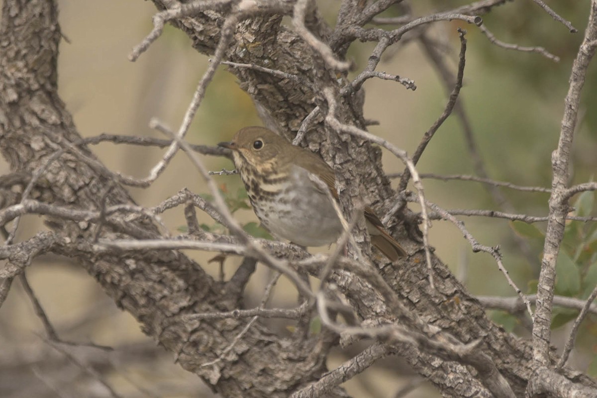 Hermit Thrush - ML505524141