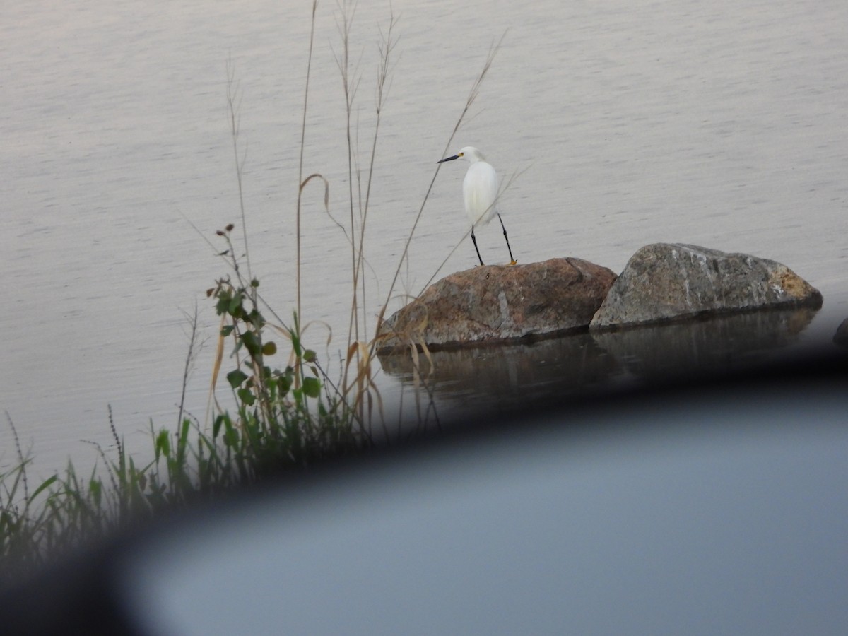 Snowy Egret - ML505524341