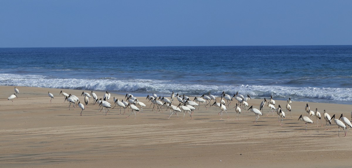 Wood Stork - ML505524781