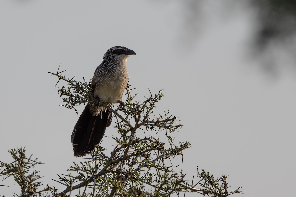 Coucal à sourcils blancs - ML505524821