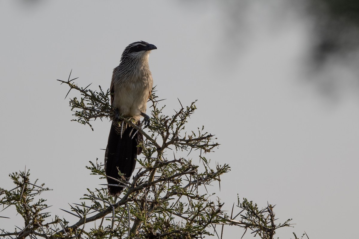 Coucal à sourcils blancs - ML505524861