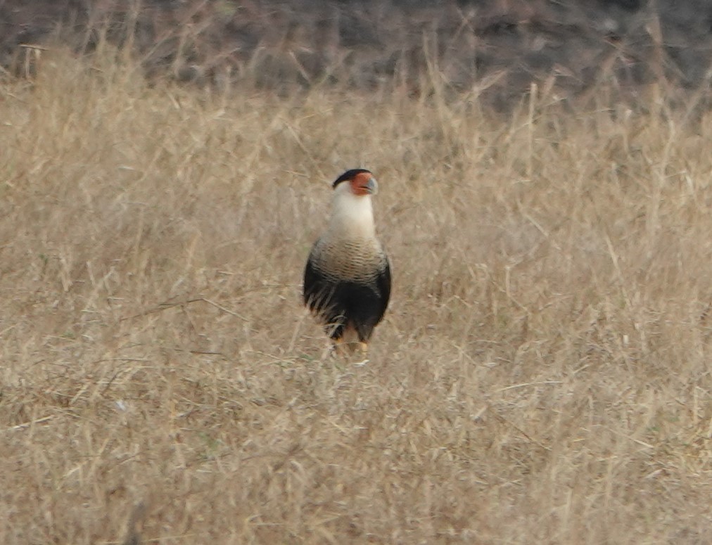 Caracara huppé - ML505526181