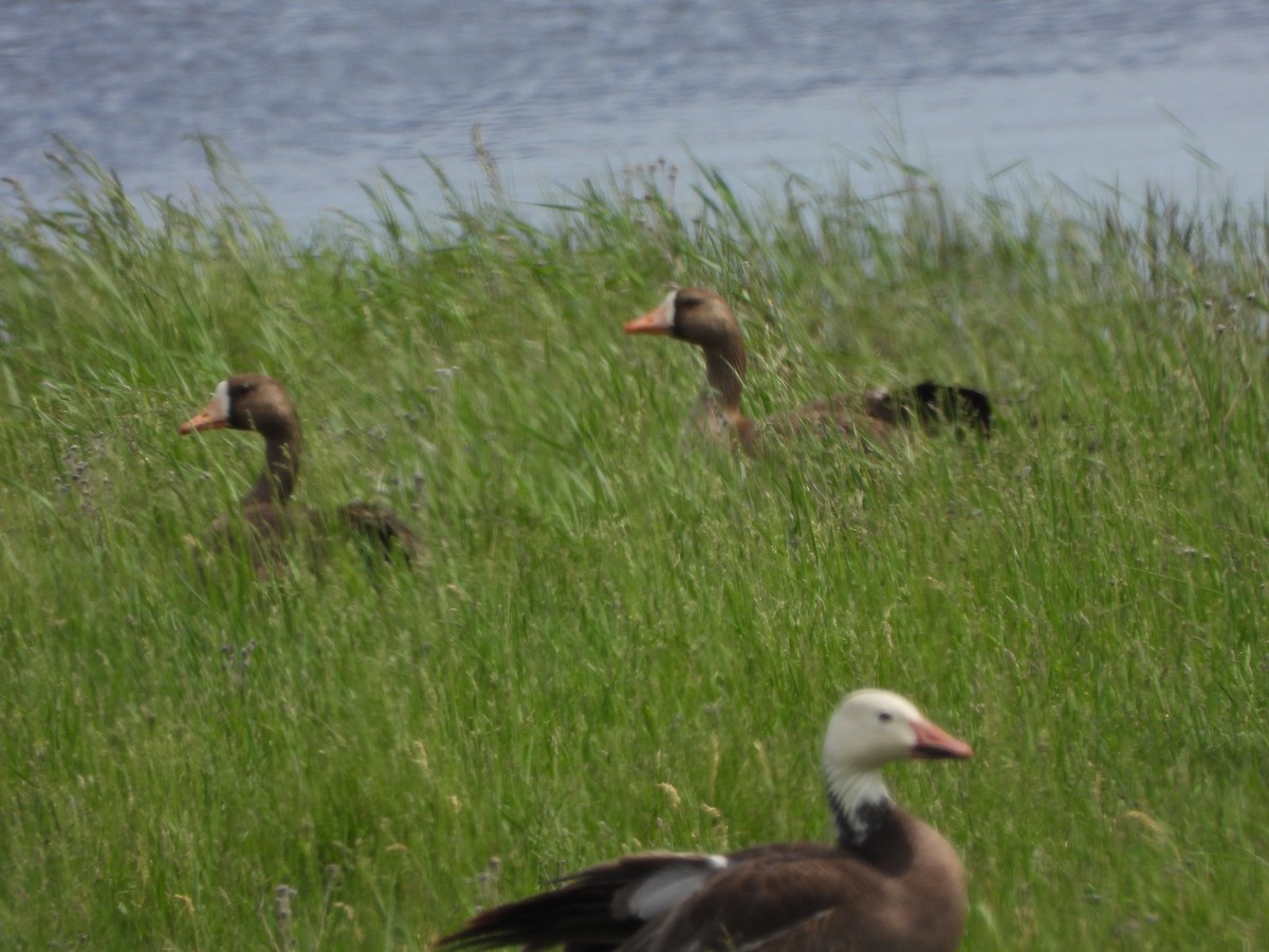 Greater White-fronted Goose - ML505526551