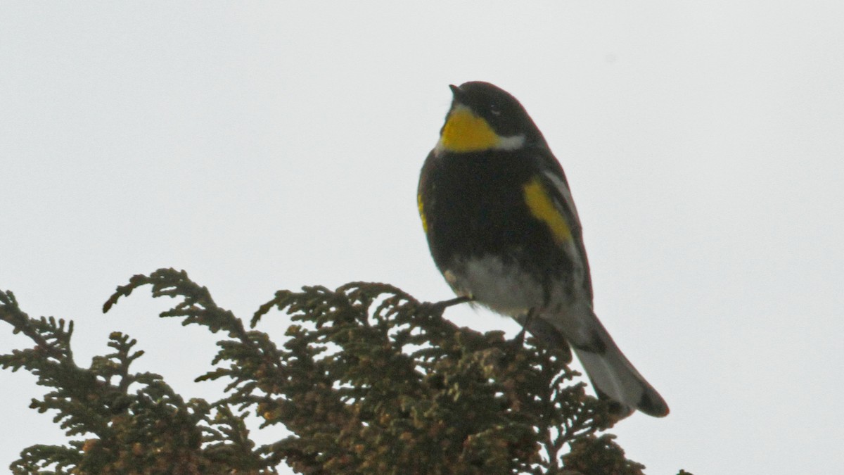 Yellow-rumped Warbler (Goldman's) - ML50552671