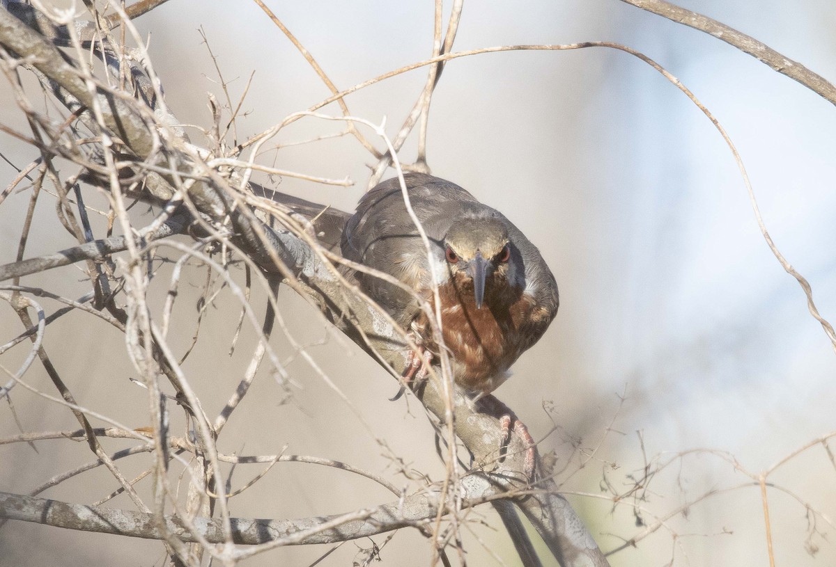 Subdesert Mesite - ML505527131