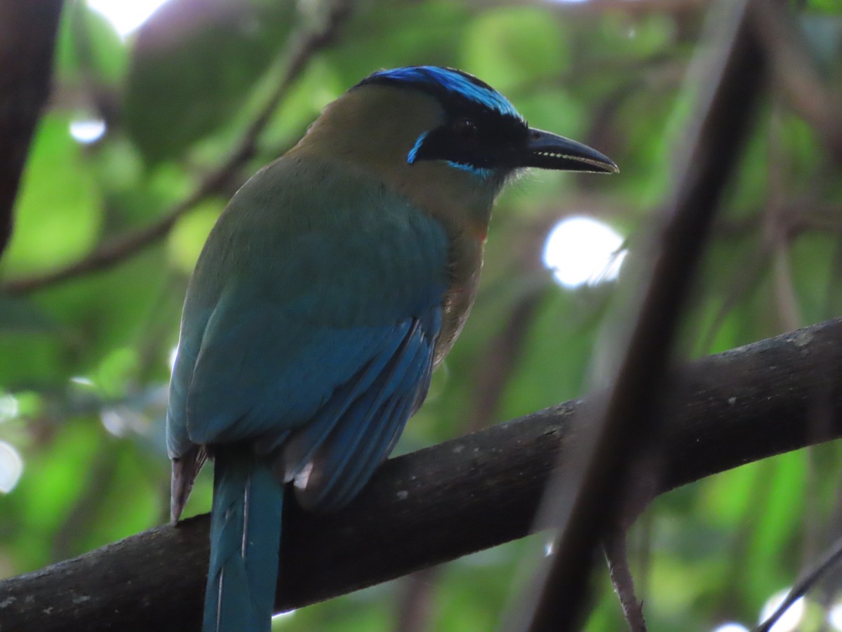 Diademmotmot - ML505527521