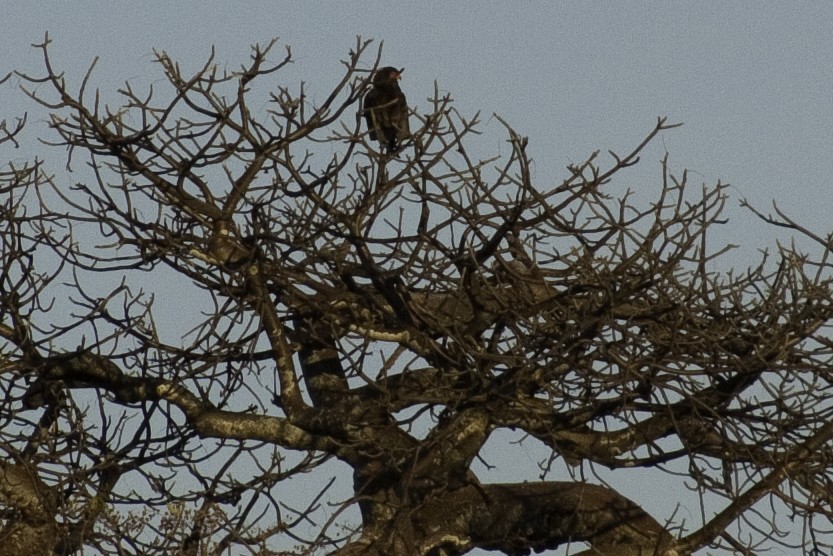 Bateleur - ML505530601