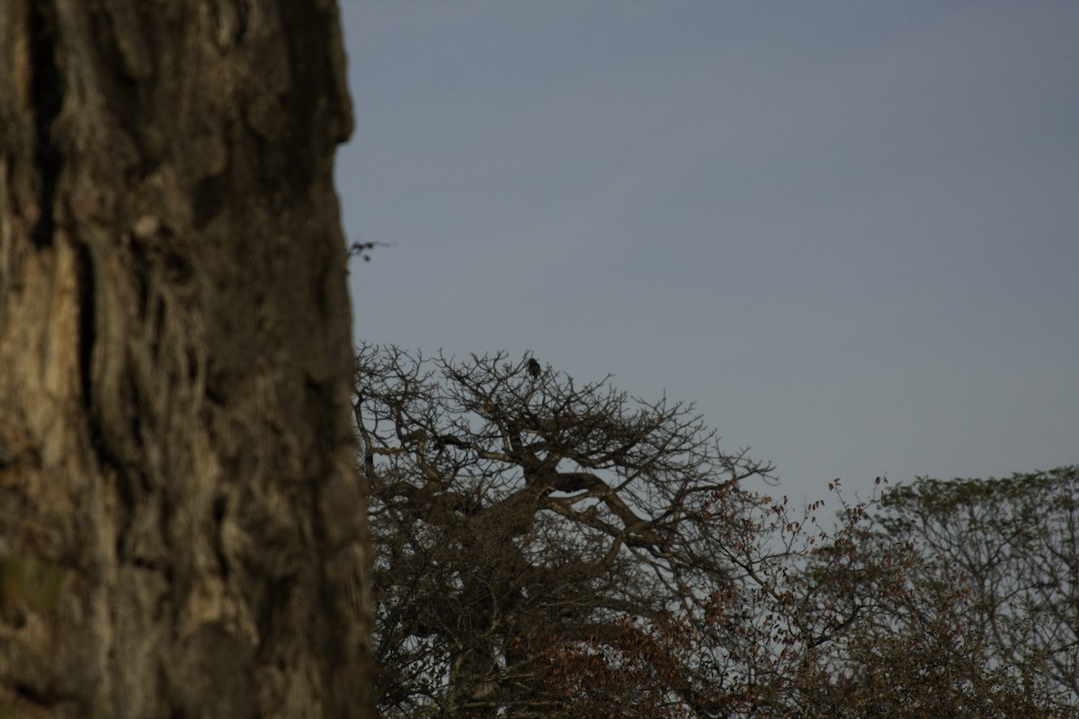 Bateleur - ML505530611