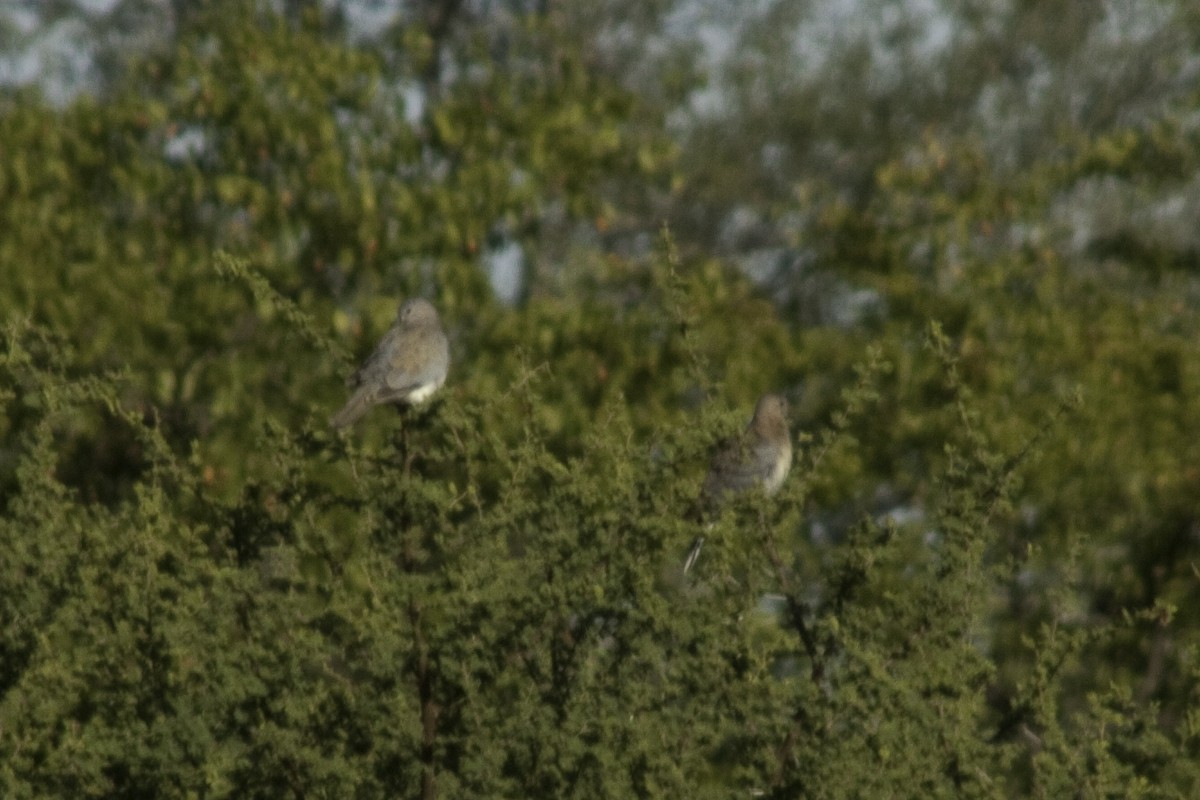 Tórtola Senegalesa - ML505530701