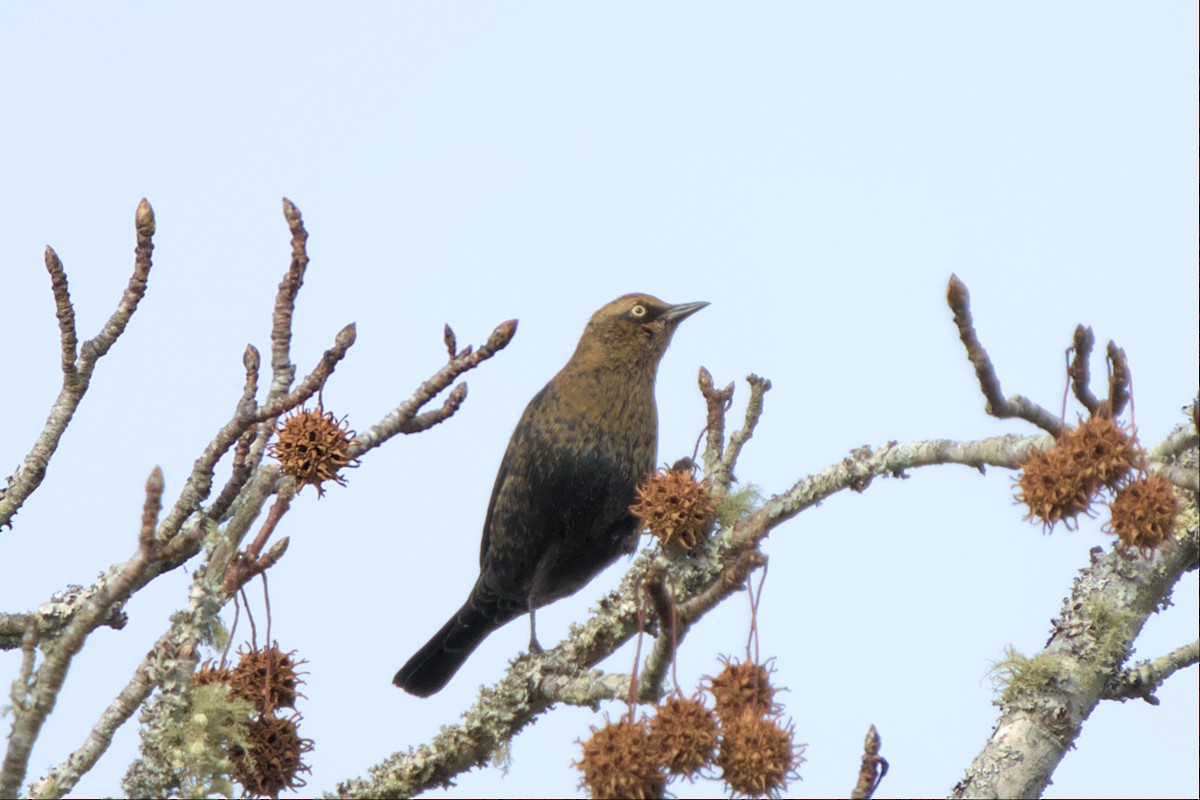 Rusty Blackbird - ML505531011