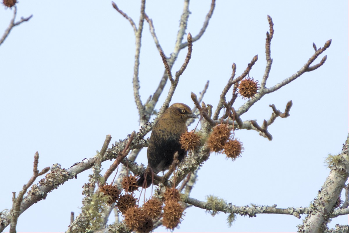 Rusty Blackbird - ML505531021