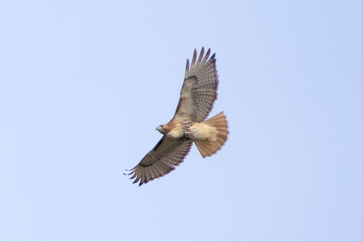 Red-tailed Hawk - ML505531101