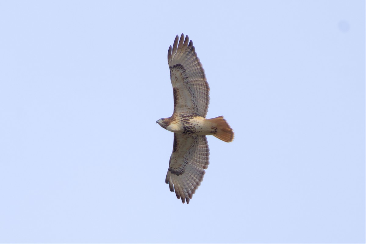Red-tailed Hawk - ML505531131