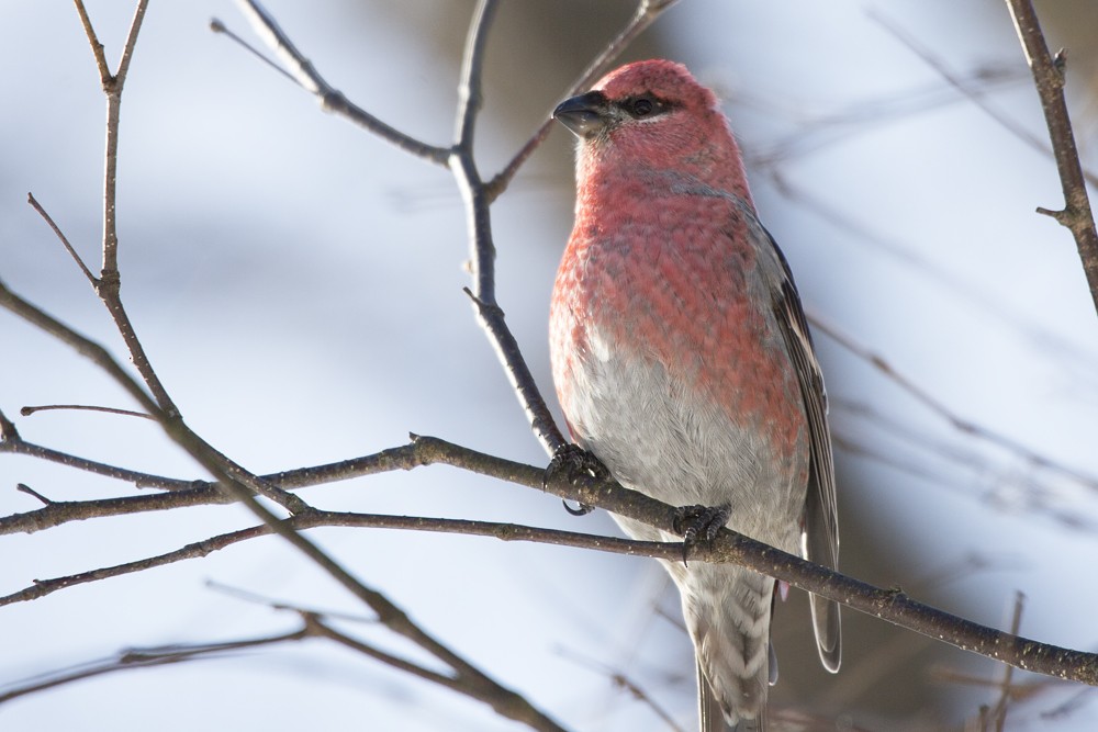 Pine Grosbeak - ML505531851