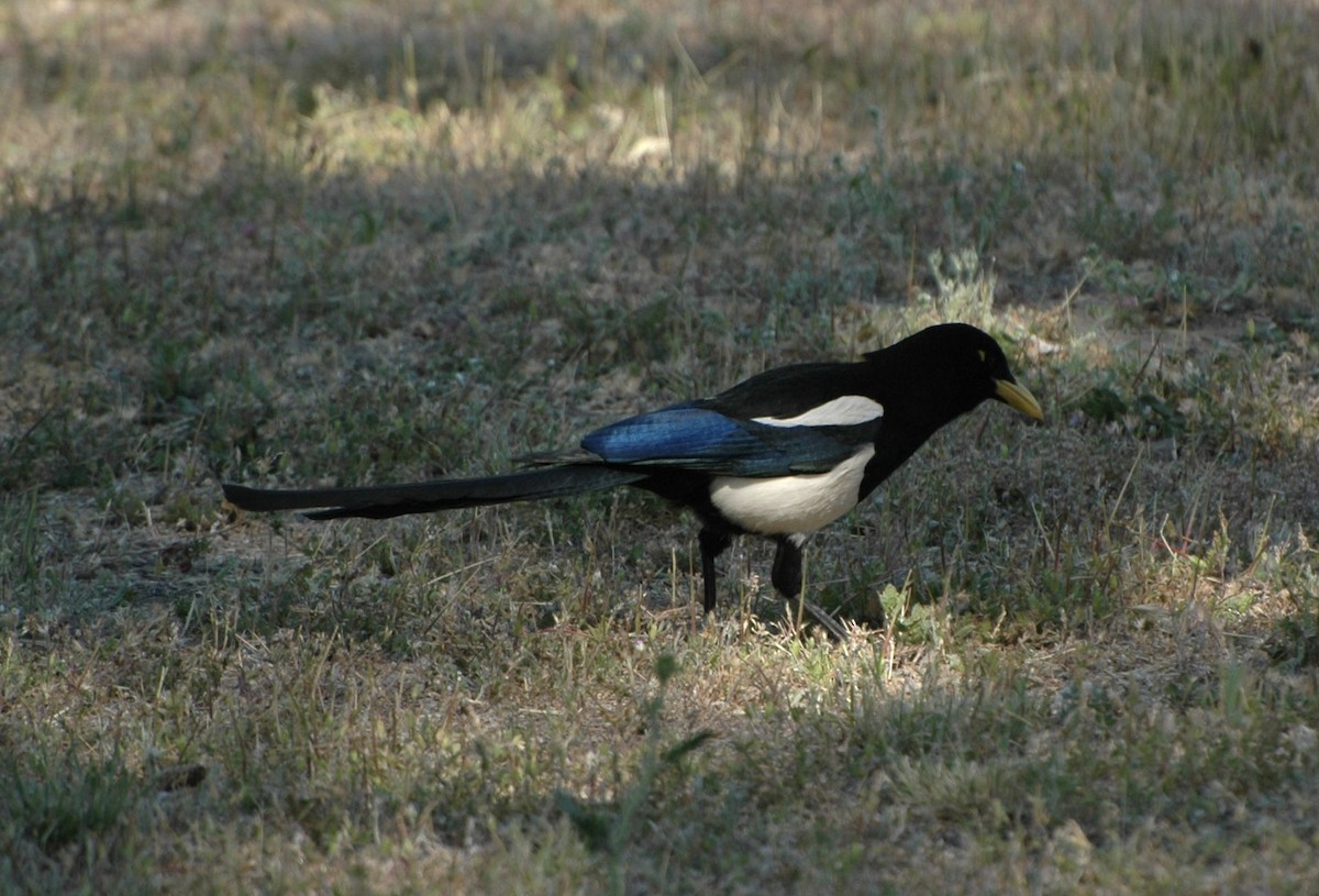 Yellow-billed Magpie - ML505534081