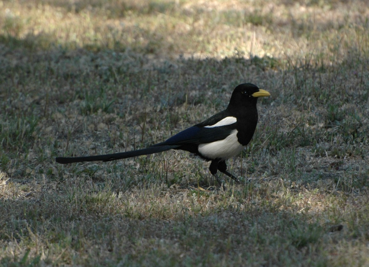 Yellow-billed Magpie - ML505534091