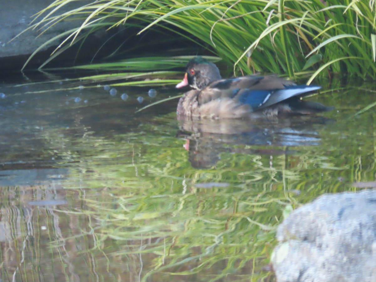 Wood Duck - ML505534631