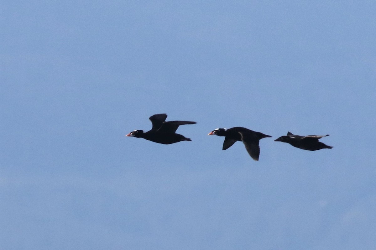 Surf Scoter - ML505534811