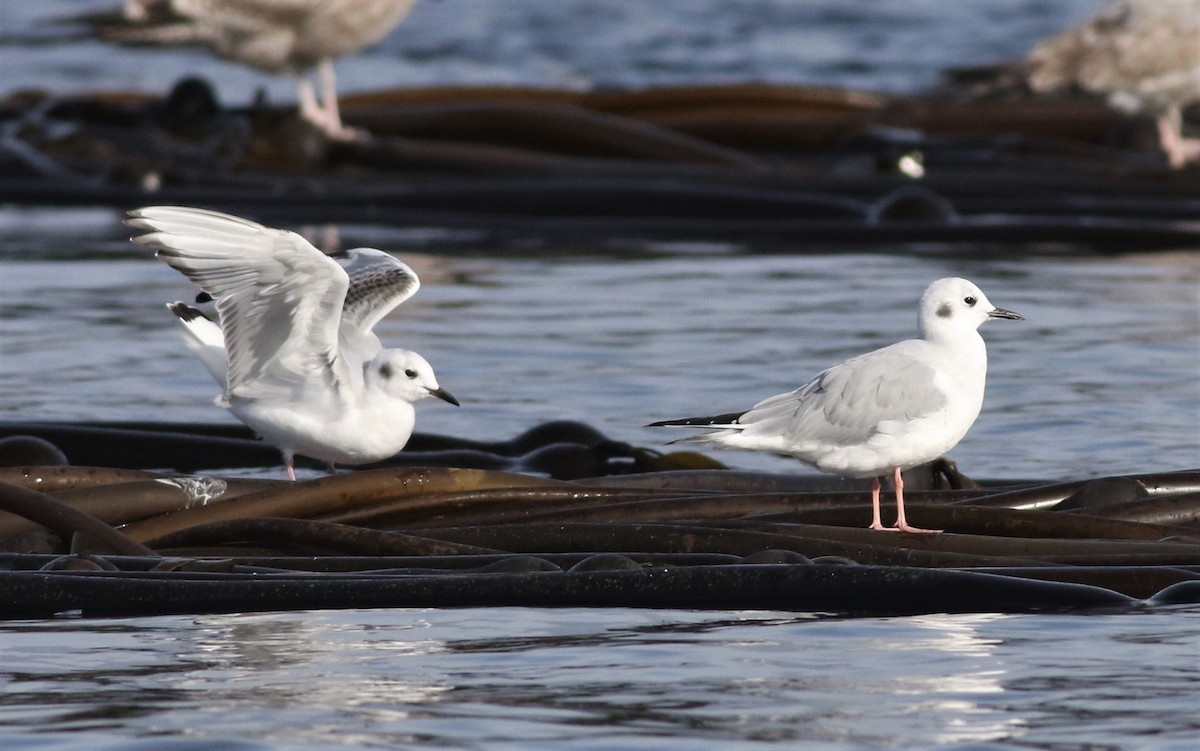 Bonaparte's Gull - Louis Driver