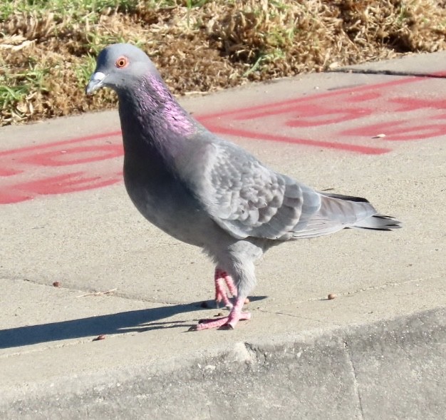 Rock Pigeon (Feral Pigeon) - ML505535401