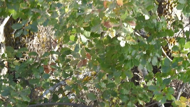 Жирхэн дууч шувуу - ML505536731