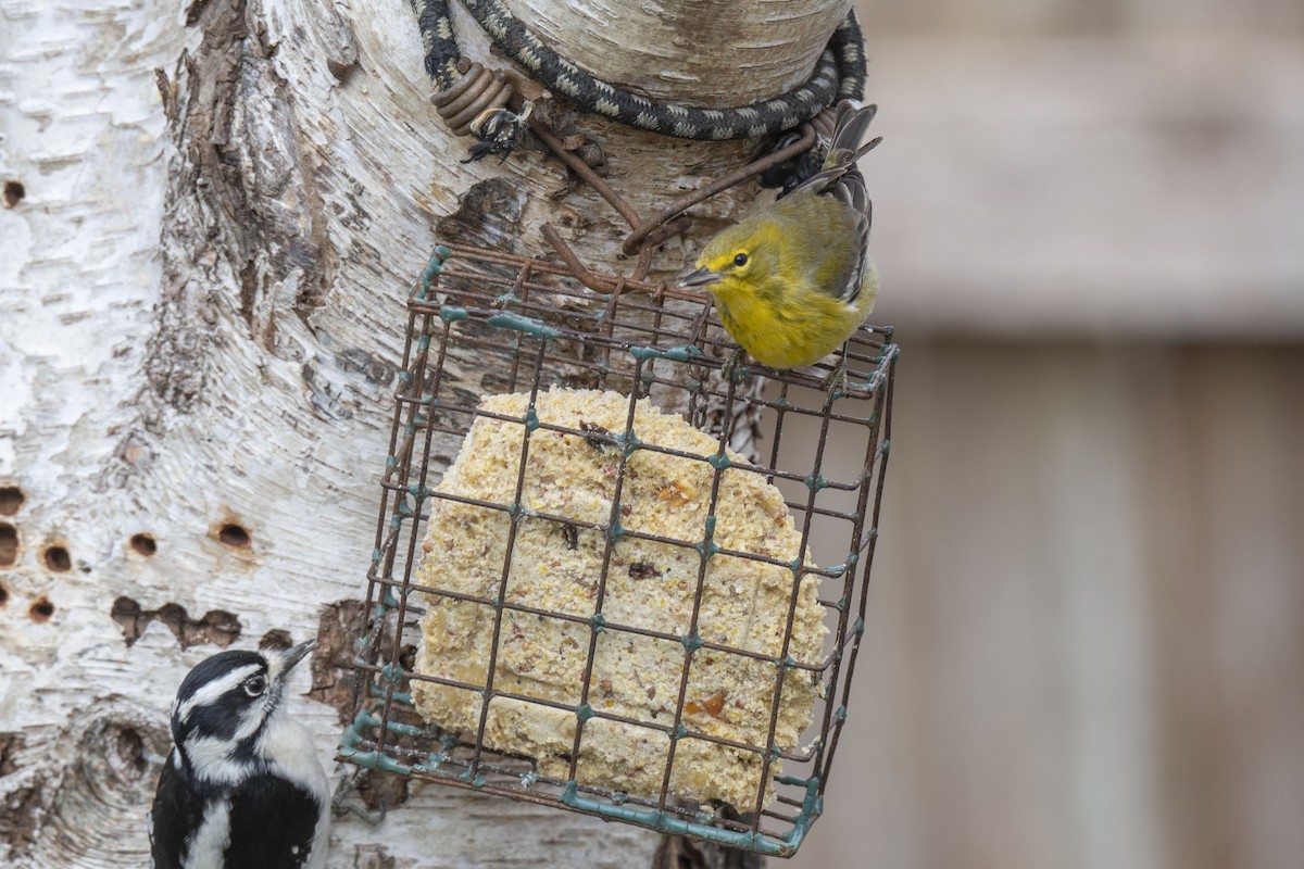 Downy Woodpecker - Ronnie d'Entremont