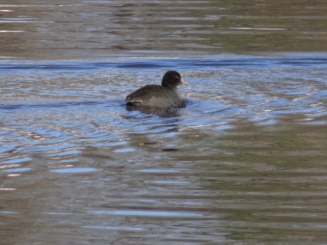 American Coot - Nat Kohler