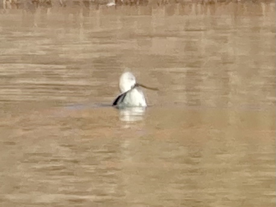 Avoceta Americana - ML505540421