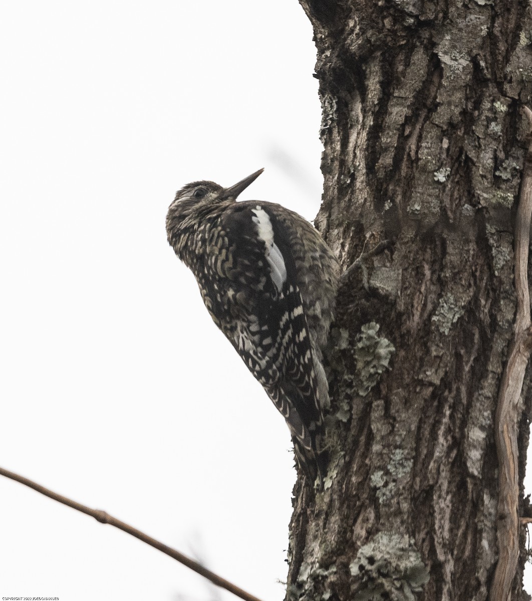 Yellow-bellied Sapsucker - ML505540821