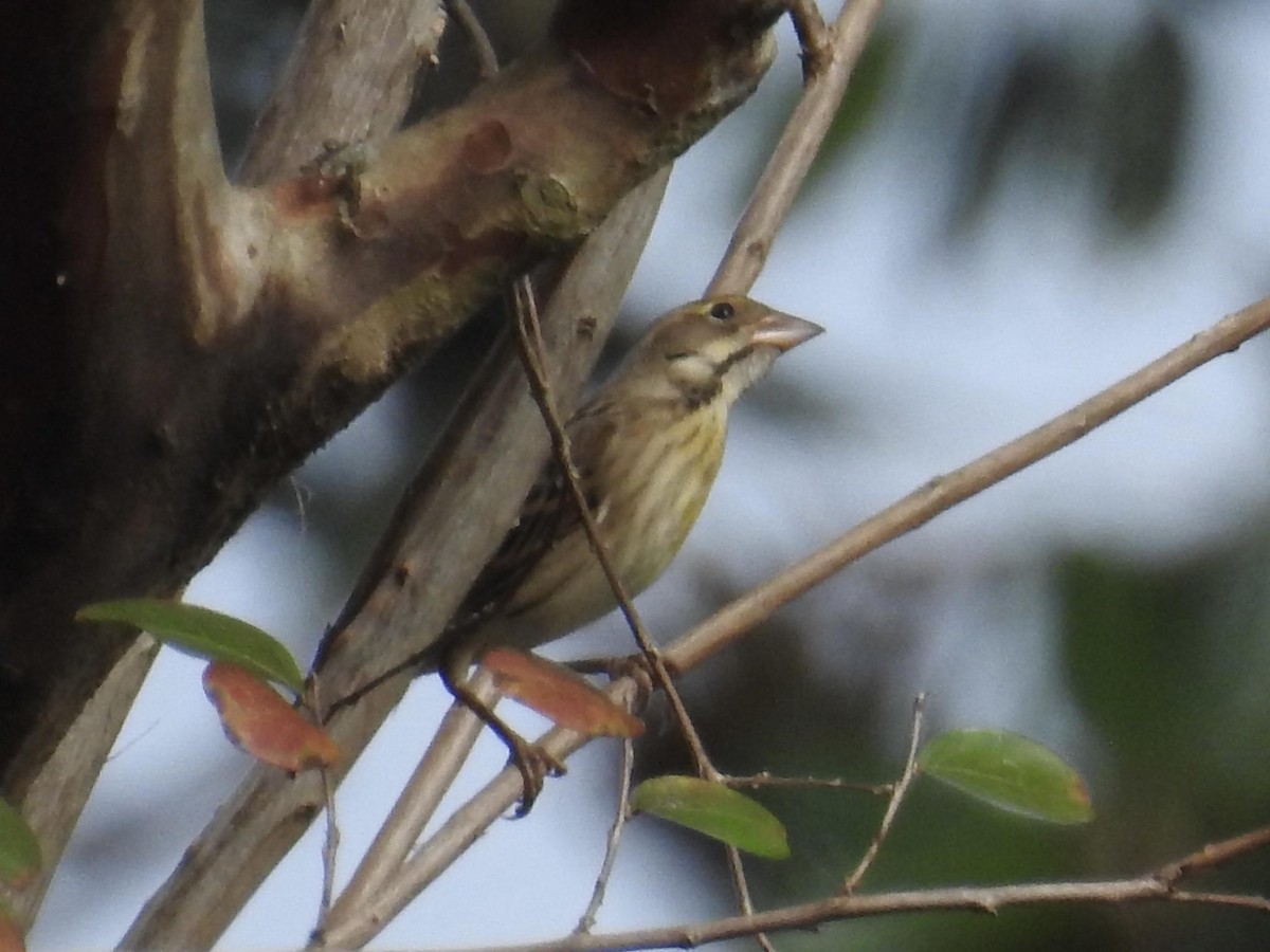 Dickcissel - Aaron Stoll