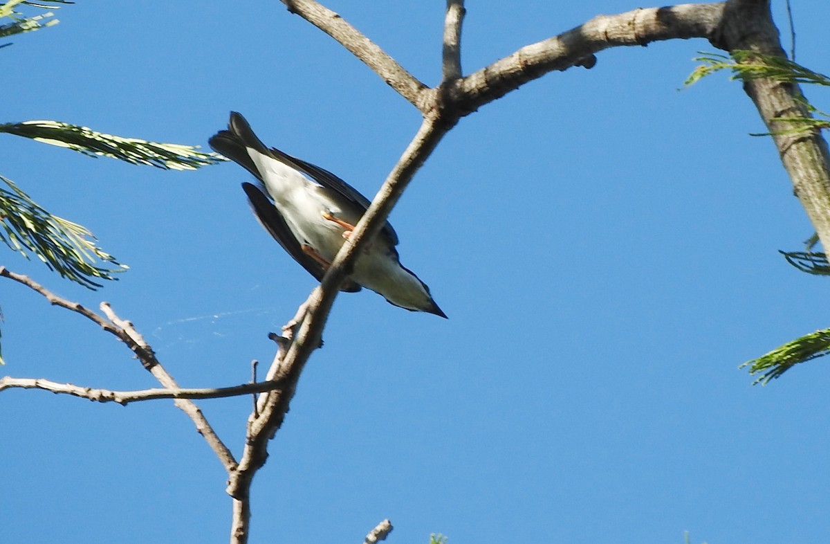 Hooded Tanager - ML505541111