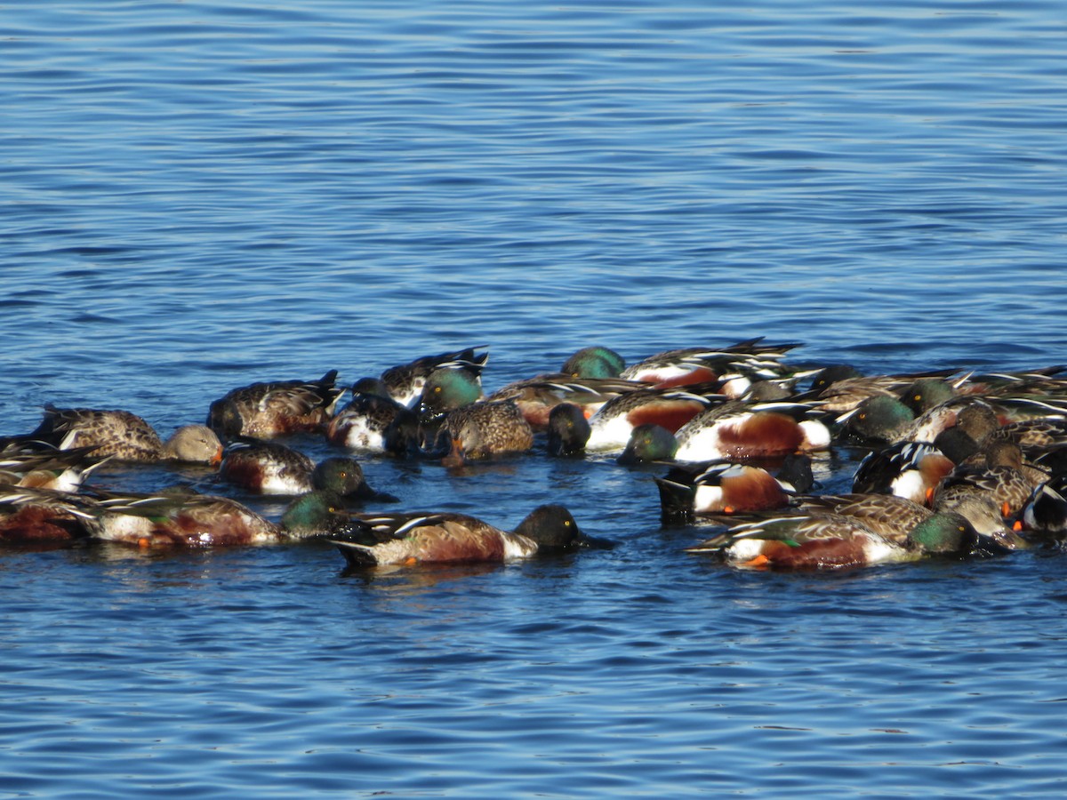 Northern Shoveler - ML505541221