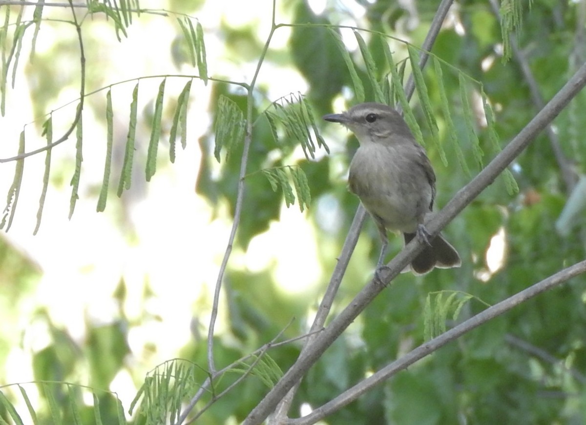 Fuscous Flycatcher - ML505541881