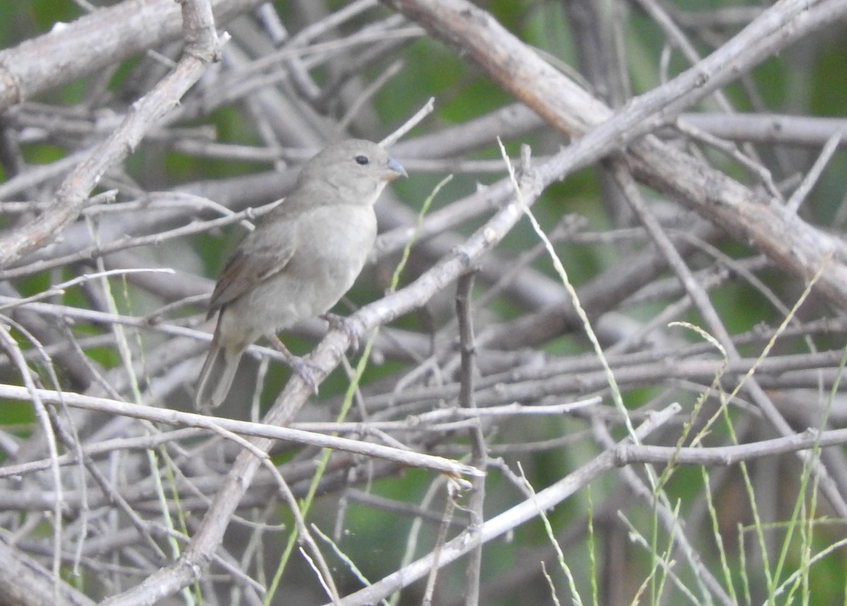 Dull-colored Grassquit - ML505543061