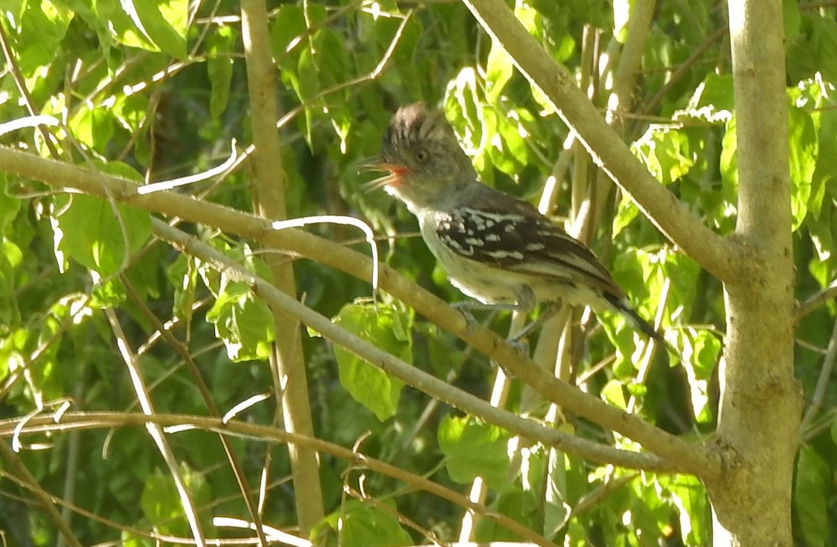 Bolivian Slaty-Antshrike - ML505543471